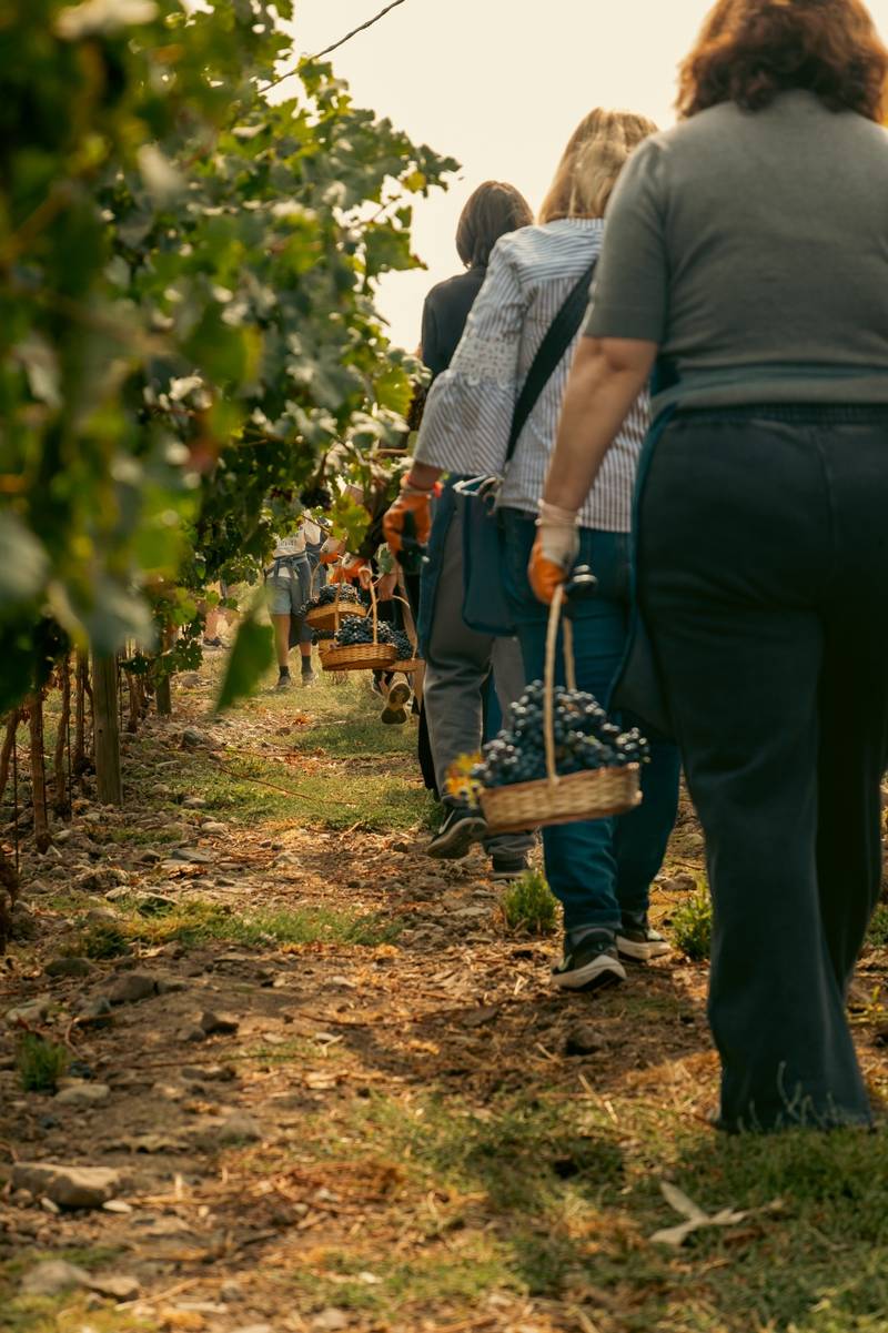 Cousiño Macul Premium Wine Tour with 7 Wine Tastings