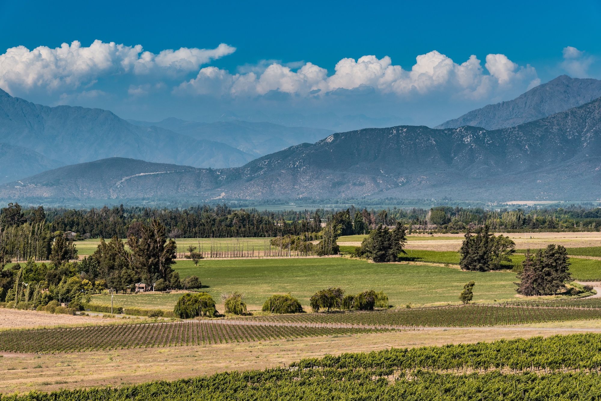 Rows of vines stretching toward the Andes under a partly cloudy sky