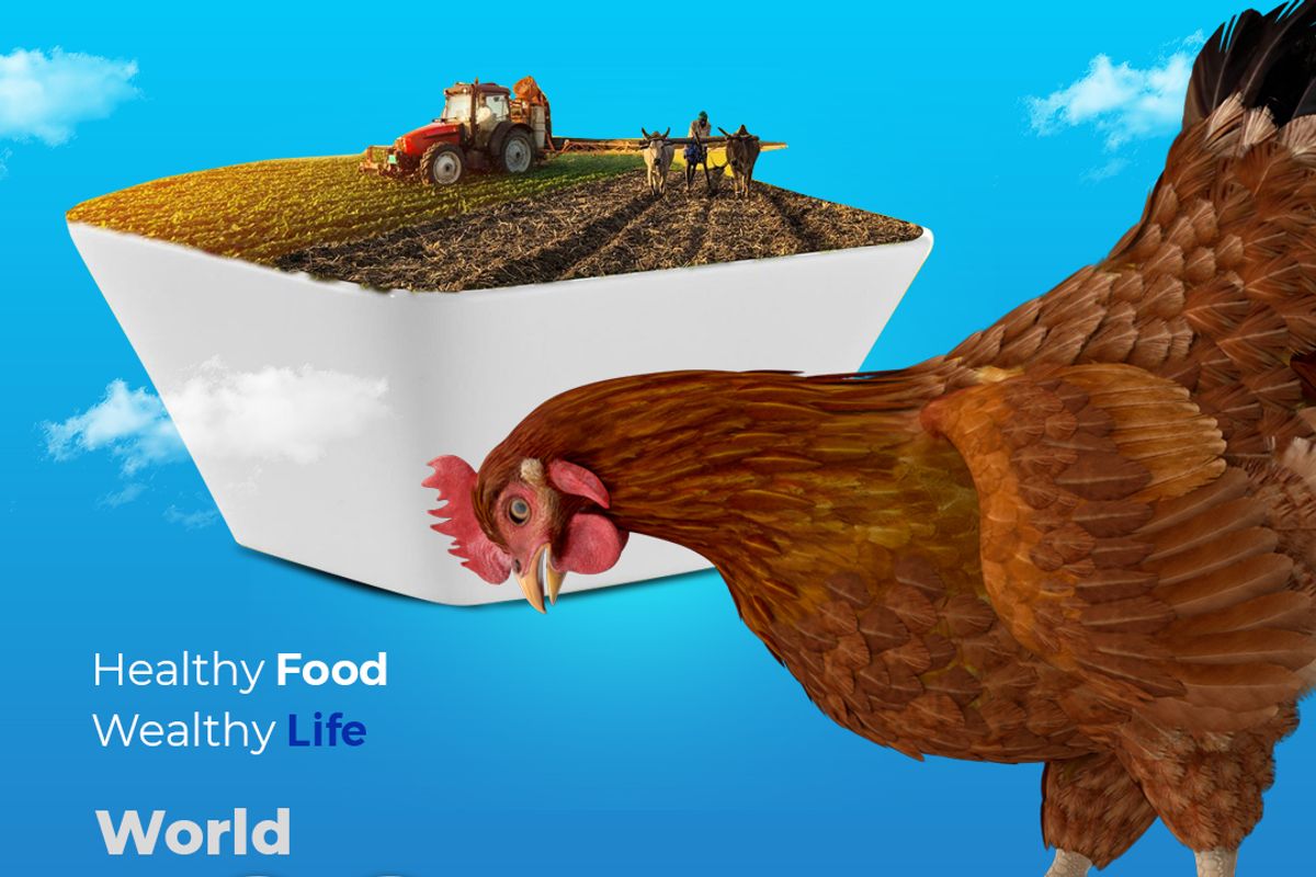 Heinrich Premium Collection