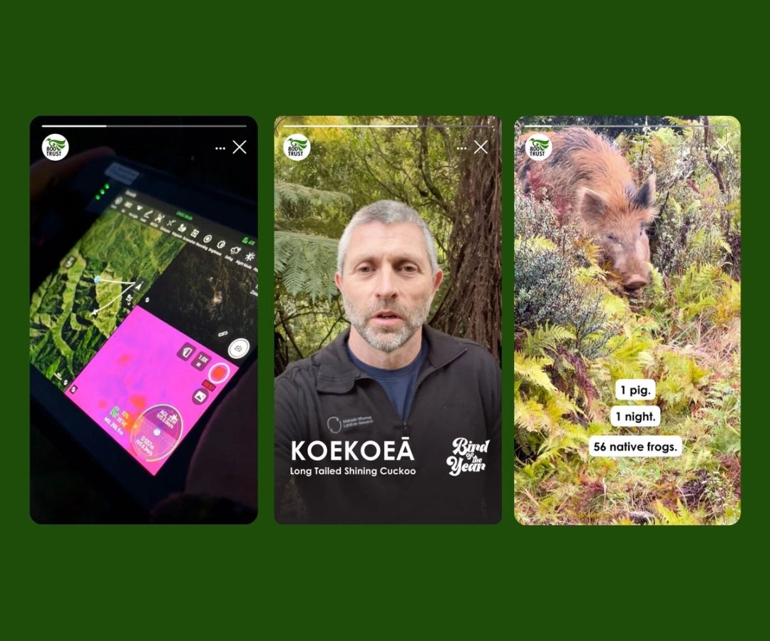 800 Trust: Conservation Meets Innovation in Taranaki