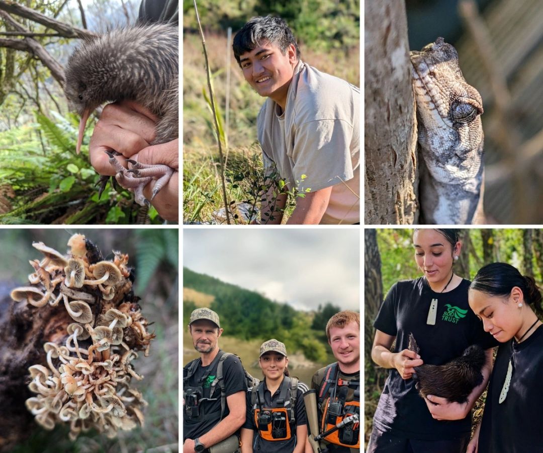 800 Trust: Conservation Meets Innovation in Taranaki