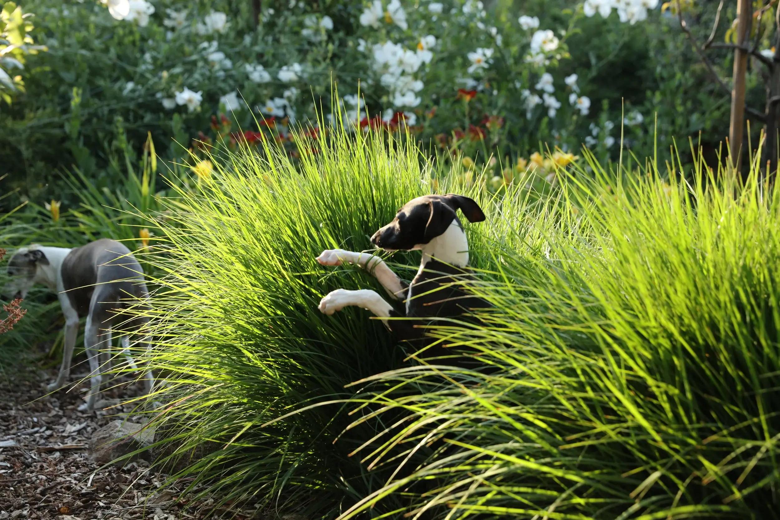 Los Altos Garden
