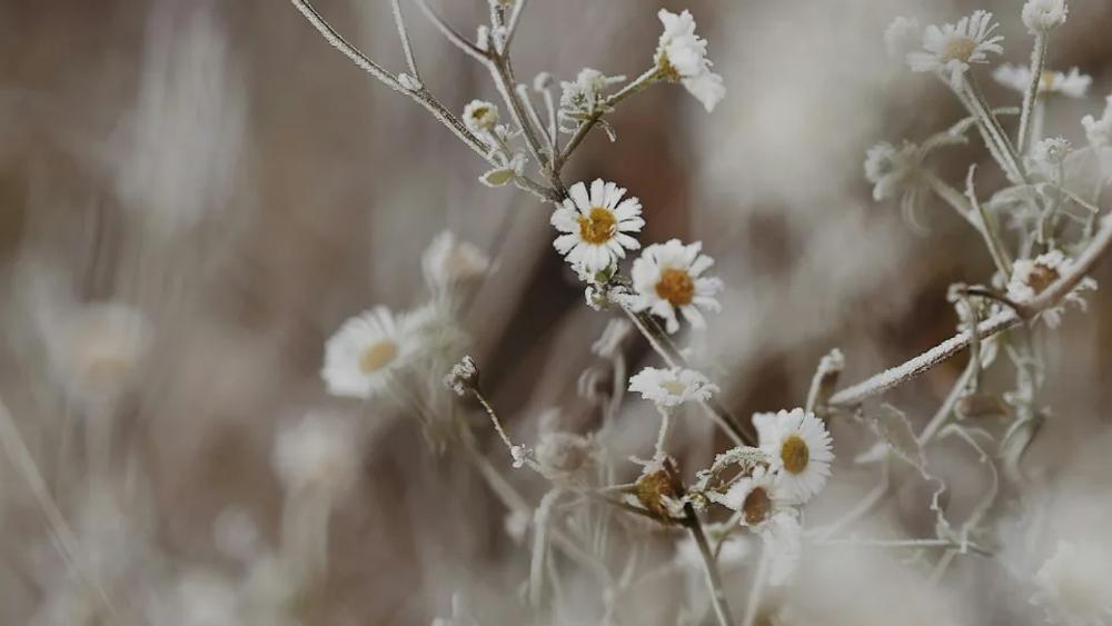 Morning frost on flowers
