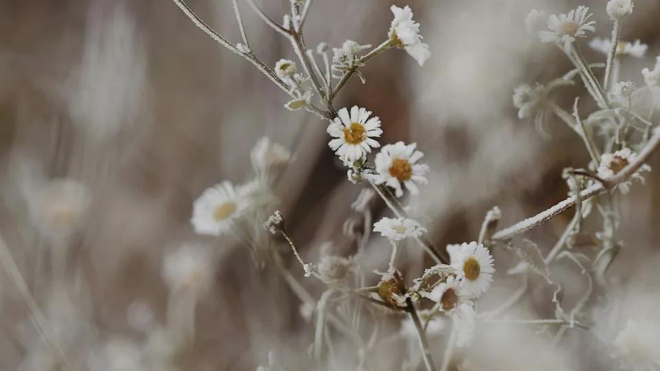 Morning frost on flowers