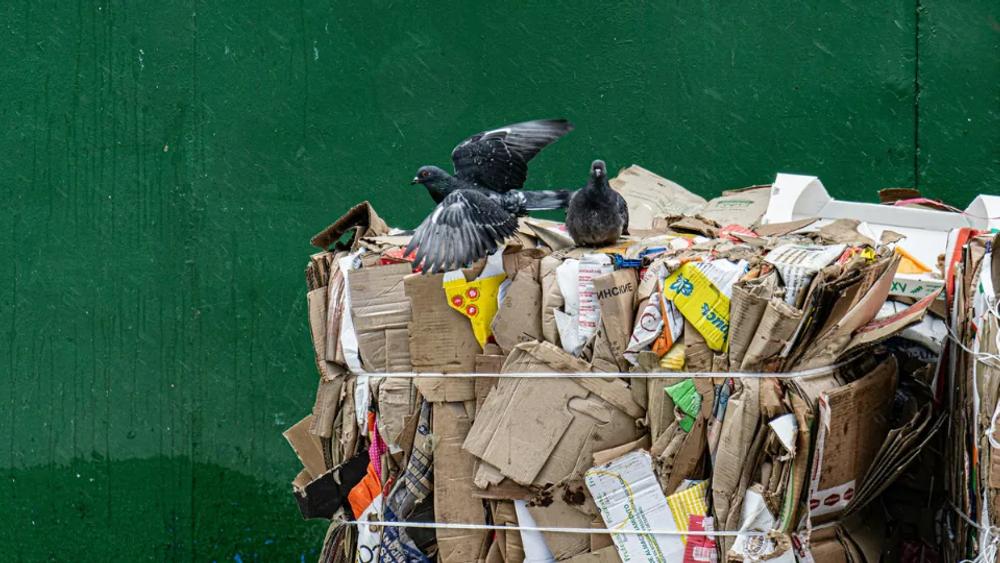 Pigeons sitting on a waste bale