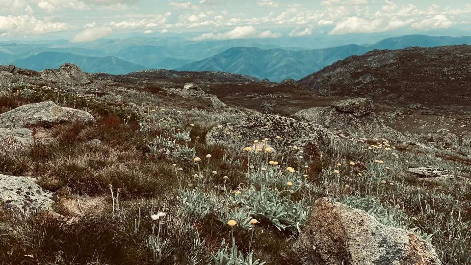 Mt Kosciuszko