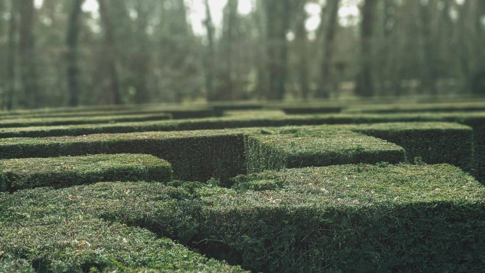 The maze constructed from tall hedges