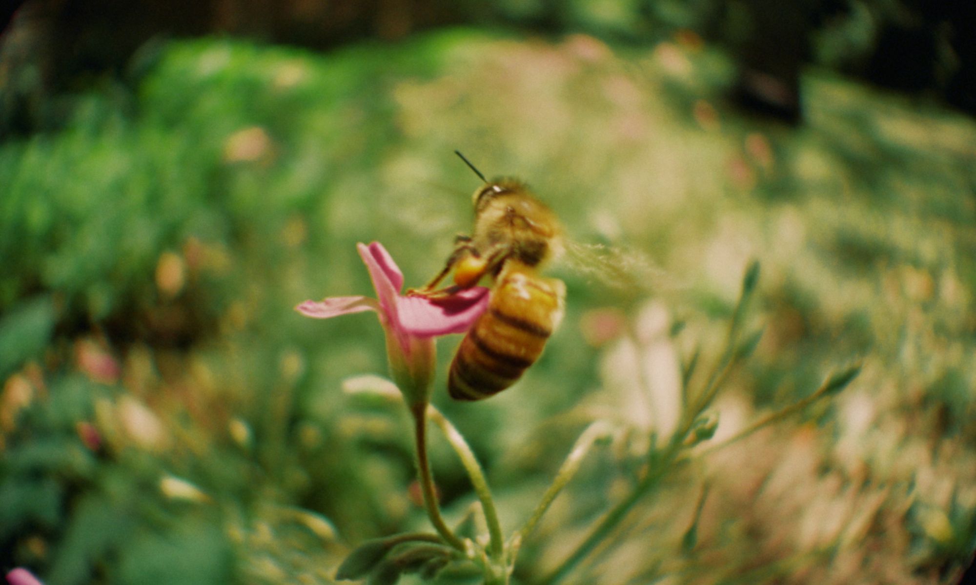Frame 11