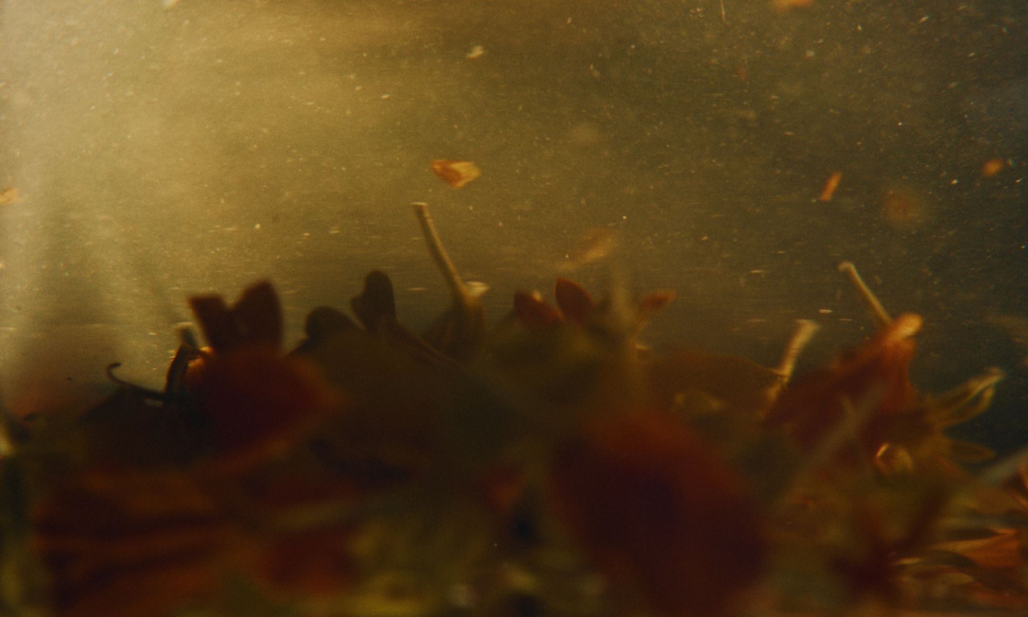 Frame 12
