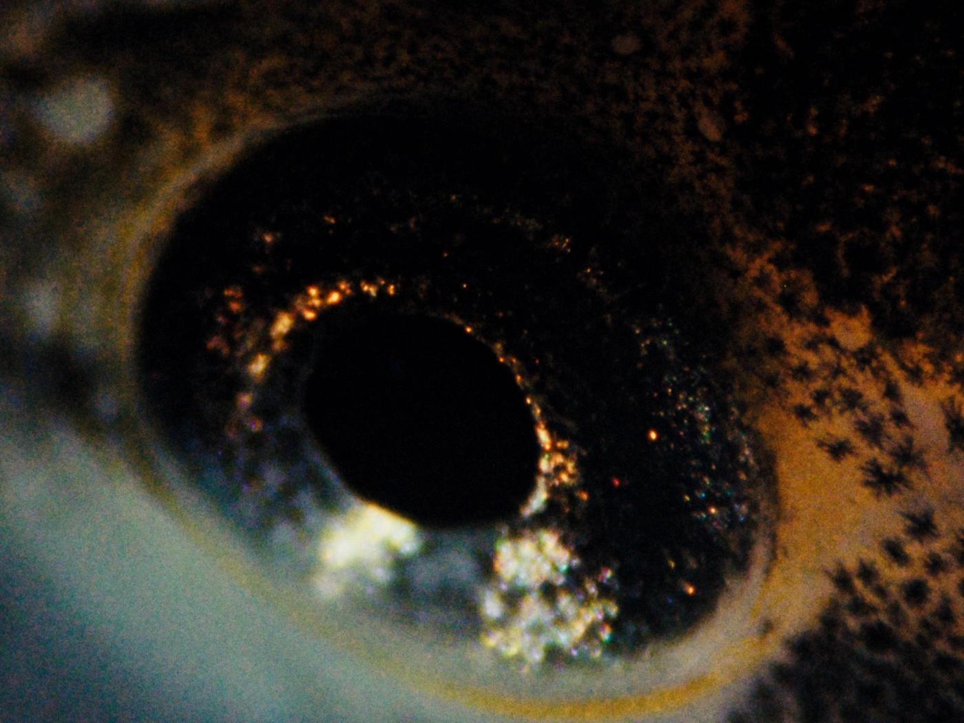 Frame 06