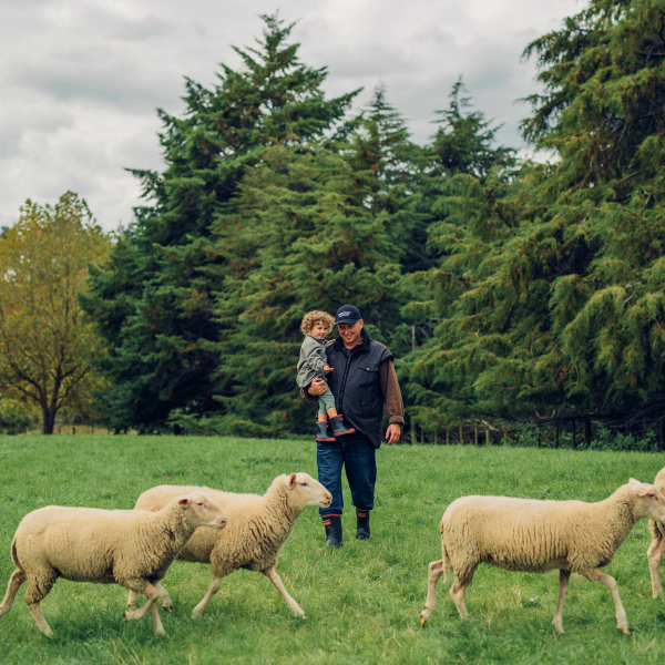 A man holds a child in a grassy field with sheep and trees.