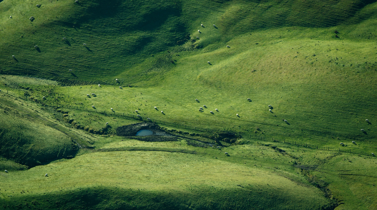 Green rolling hills with many sheep and a small pond.
