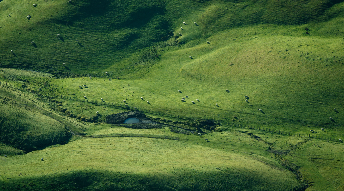 Green rolling hills with many sheep and a small pond.