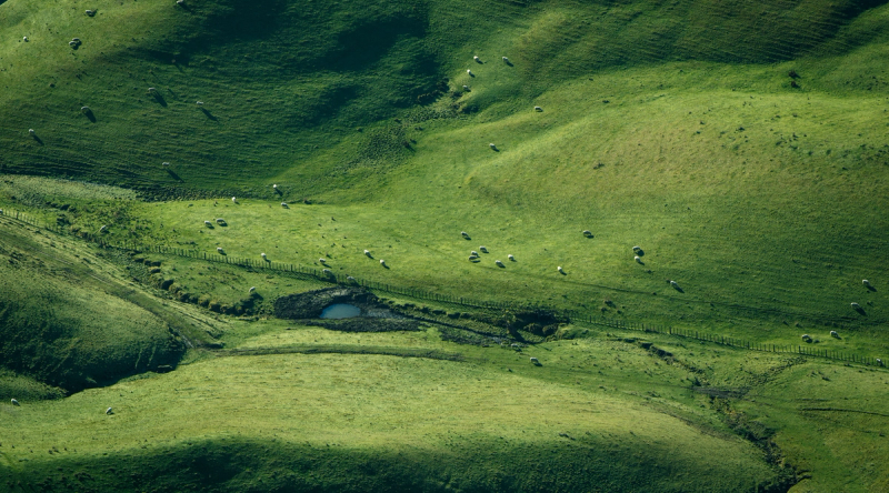 Rolling green hills with numerous sheep grazing and a small pond.