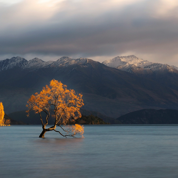 A golden autumn tree stands in calm lake water with snow-capped mountains under a cloudy sky.