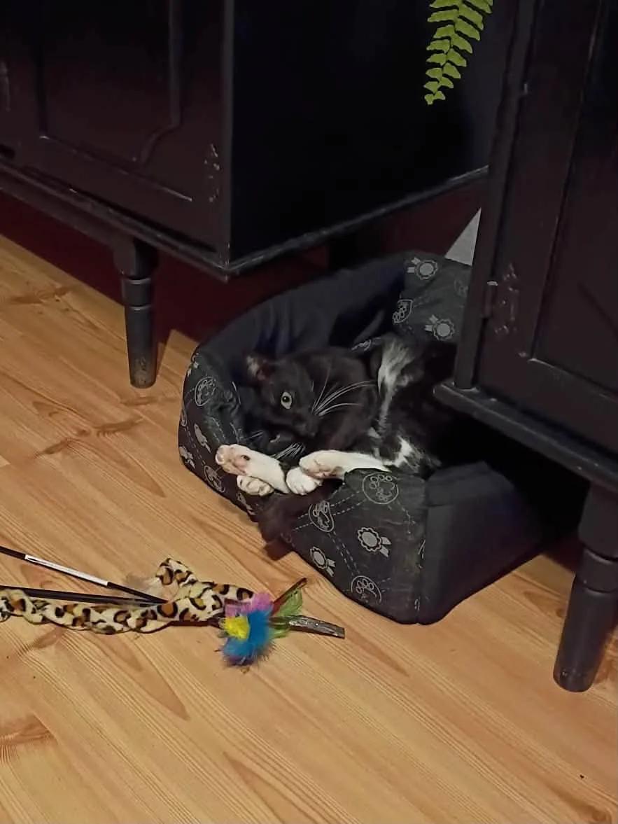 Koci Zakątek