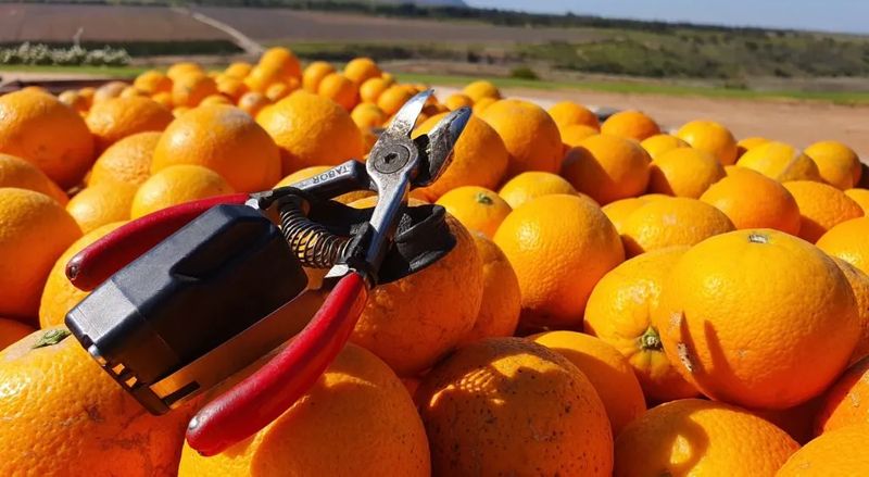 picklogger tool on citrus
