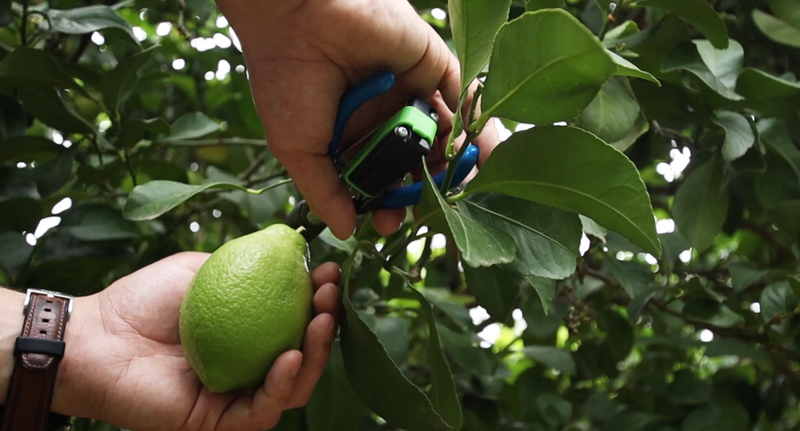 picklogger apparatus