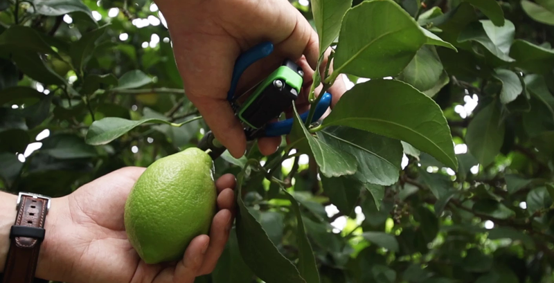 picklogger apparatus