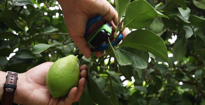 picklogger apparatus