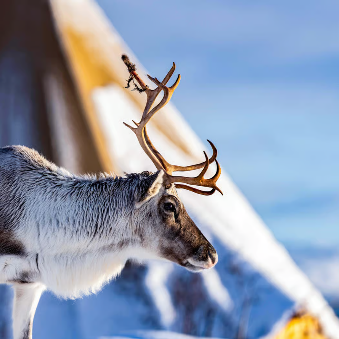 Reindeer Feeding & Sami Culture