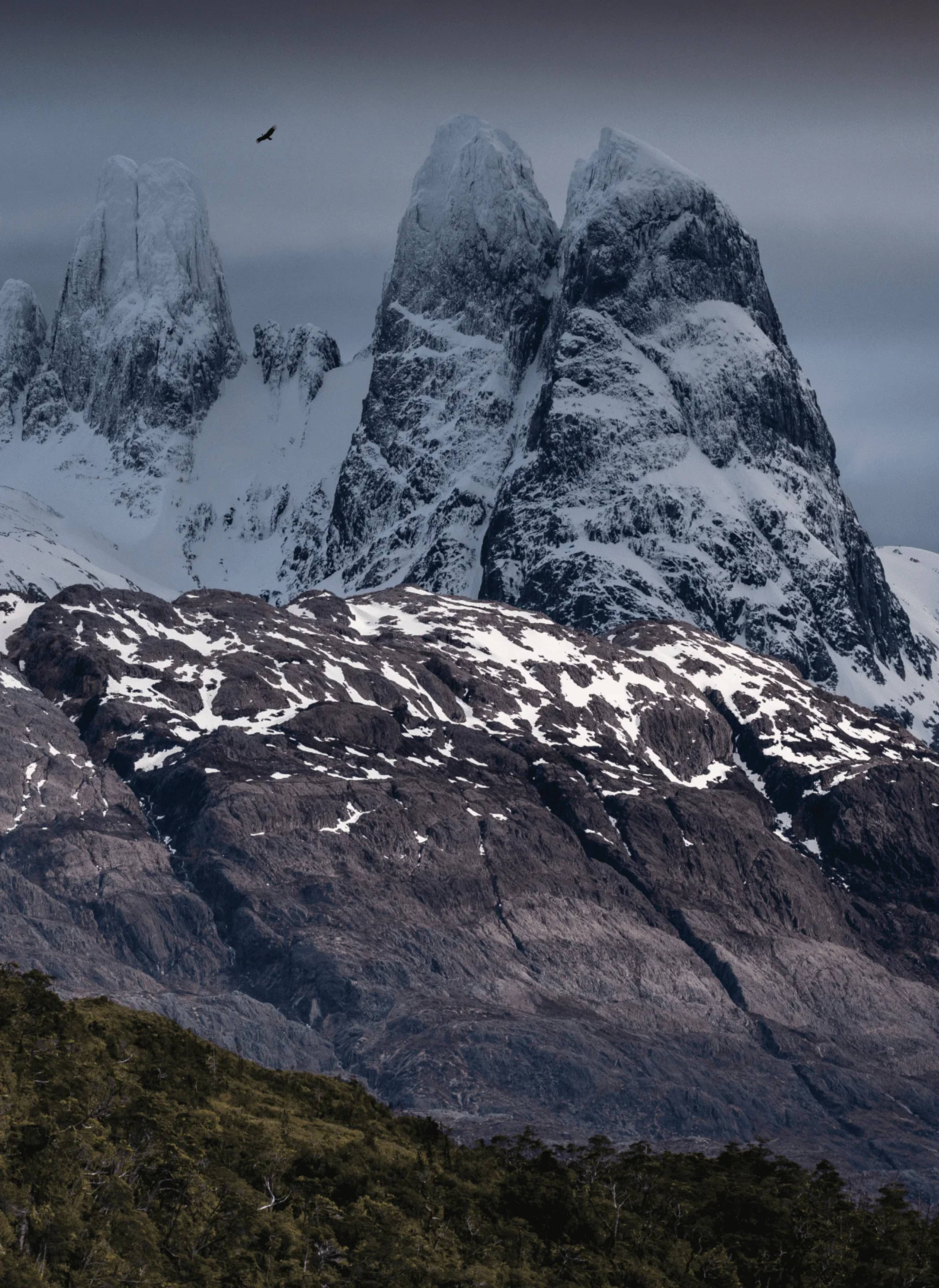 A condor gliding past snow-covered granite peaks in the Patagonian fjords