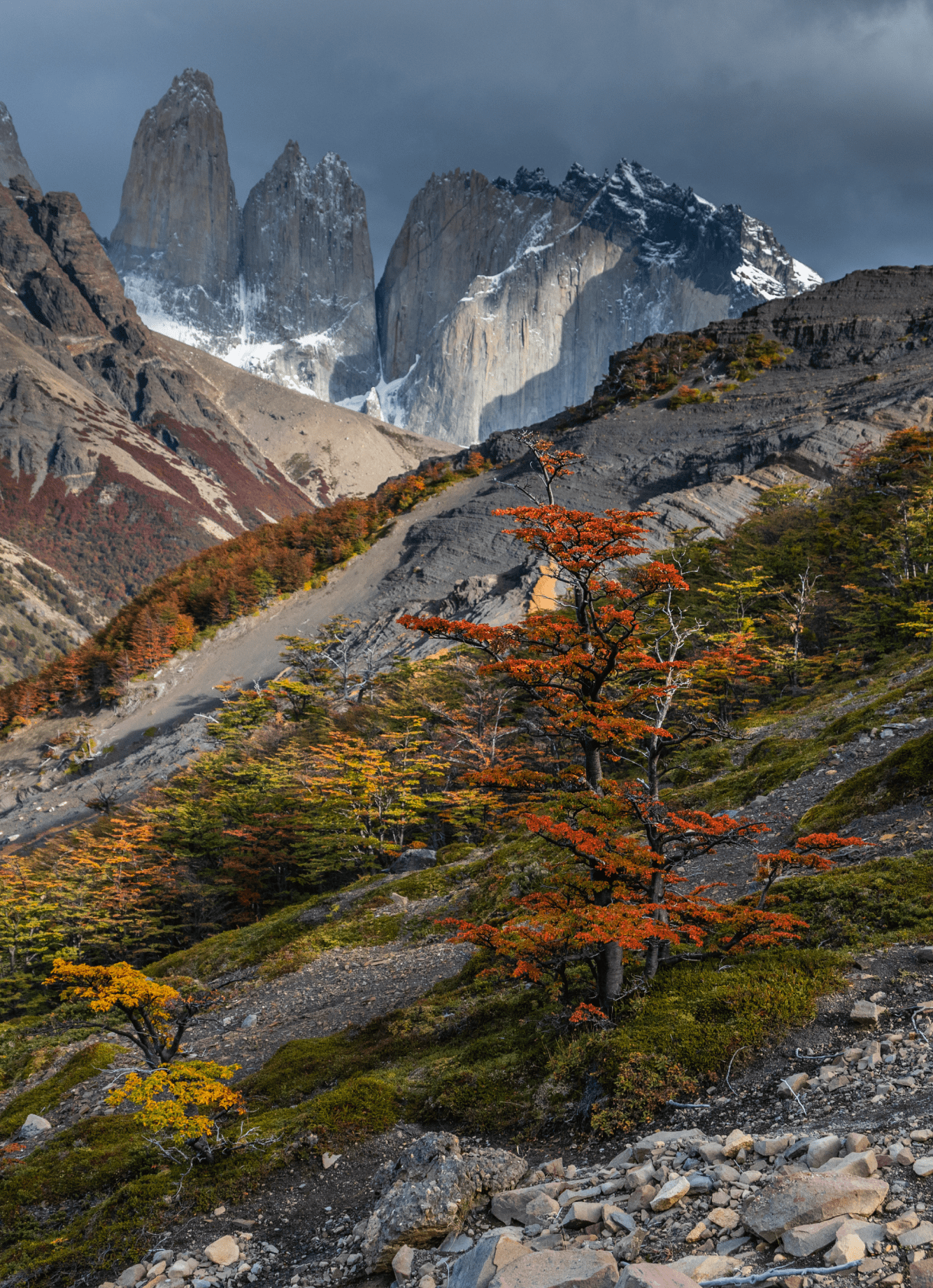 Lenga trees turning red and gold on a moraine slope below the granite towers of Torres del Paine, under a dark storm sky