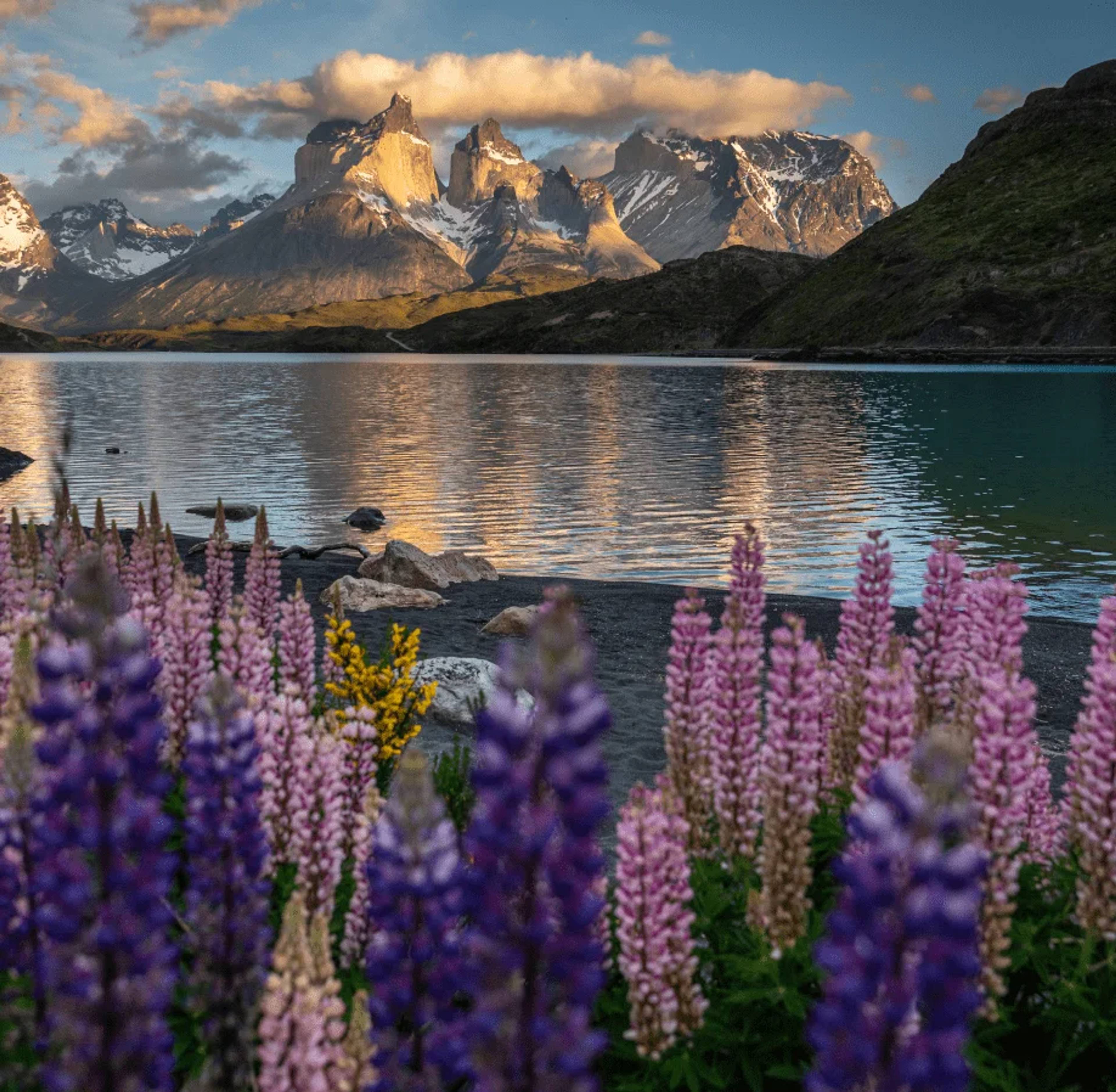 Purple and pink lupins in bloom on the shore, the Cuernos del Paine catching the last light