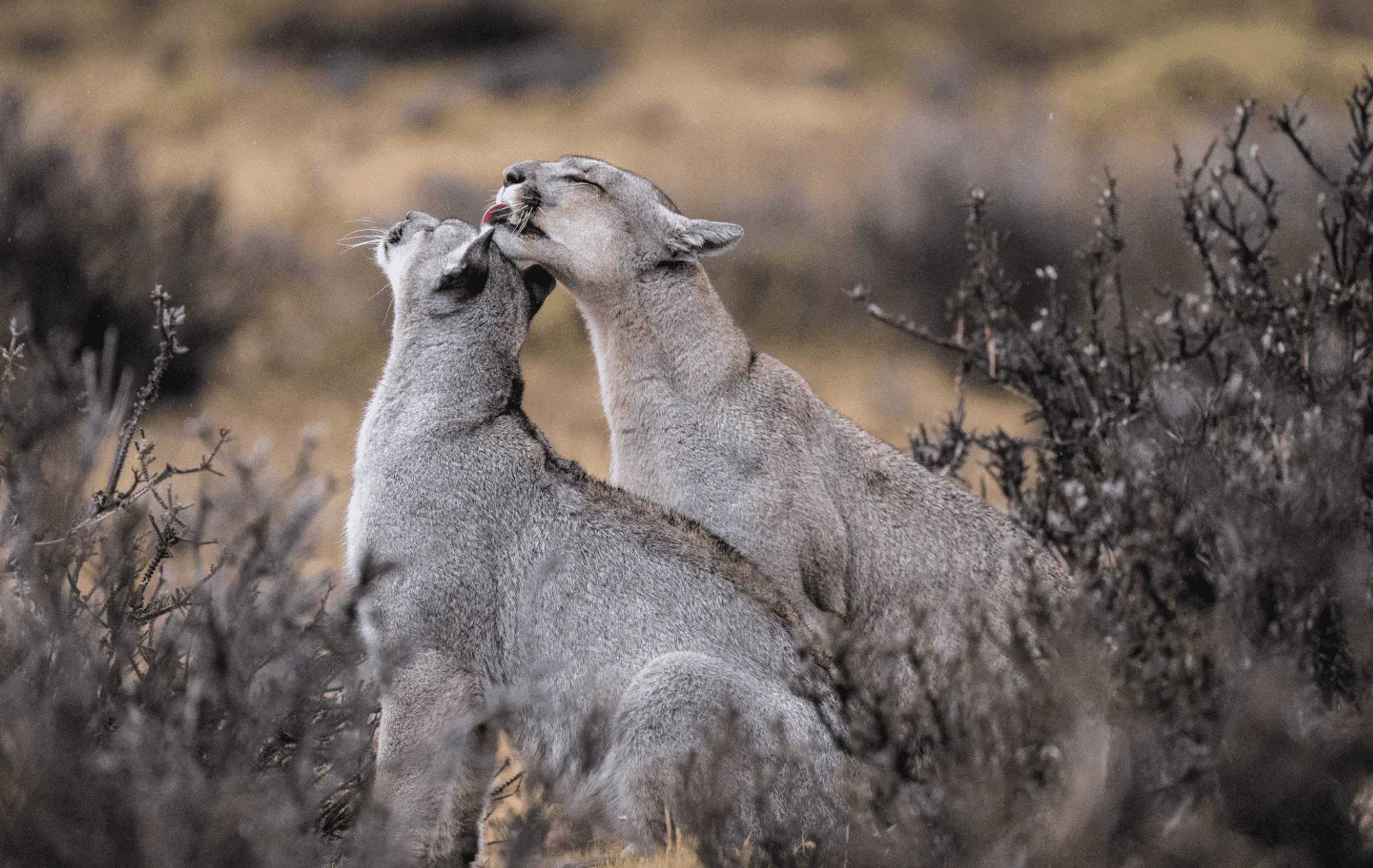 Two pumas grooming each other among the shrubs of the Patagonian steppe