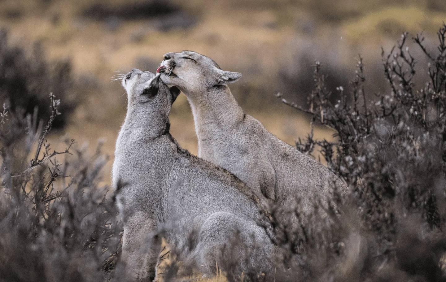 Two pumas grooming each other among the shrubs of the Patagonian steppe