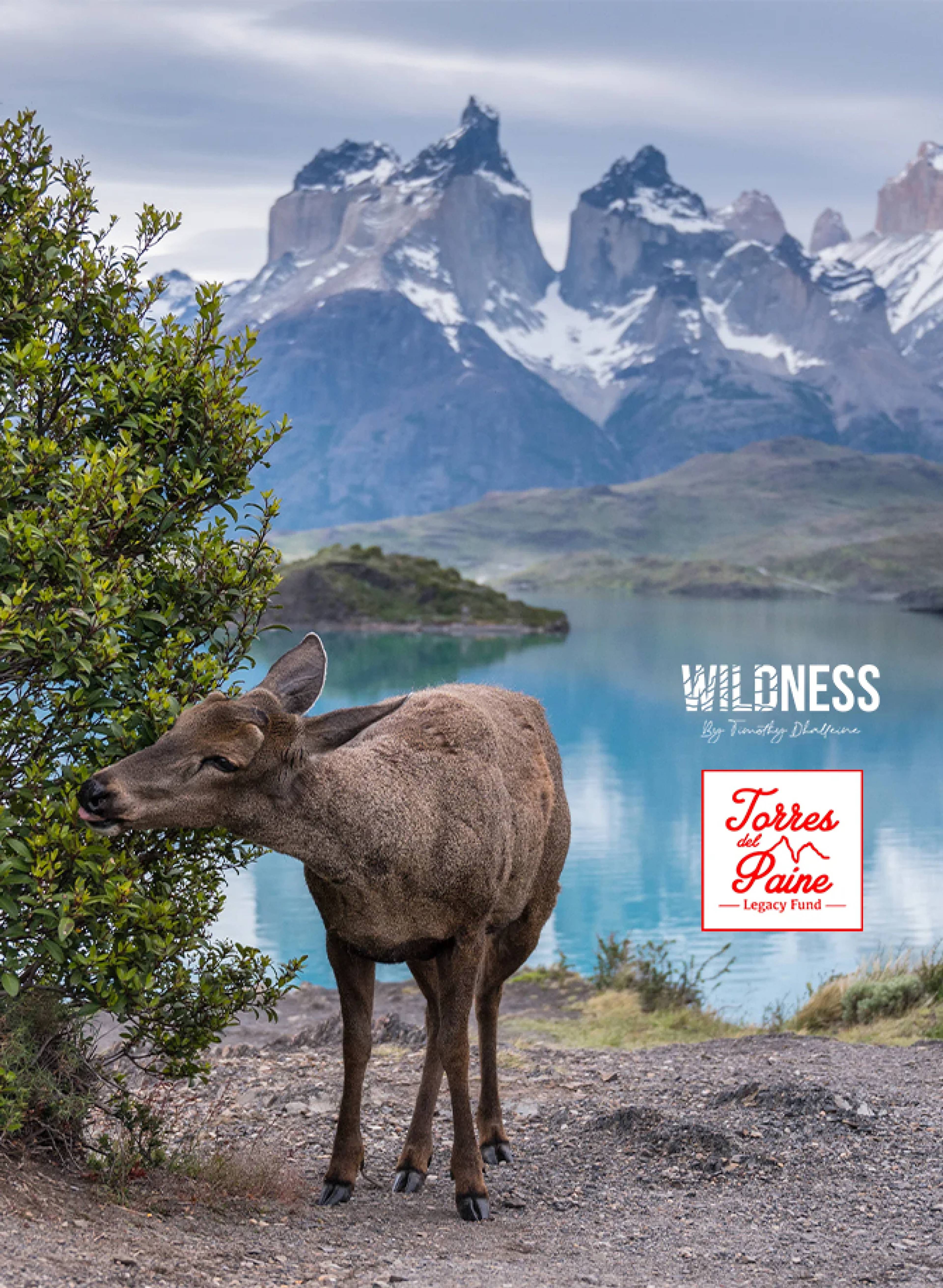 A huemul, the endangered south Andean deer, browsing beside the lake with the Cuernos del Paine behind