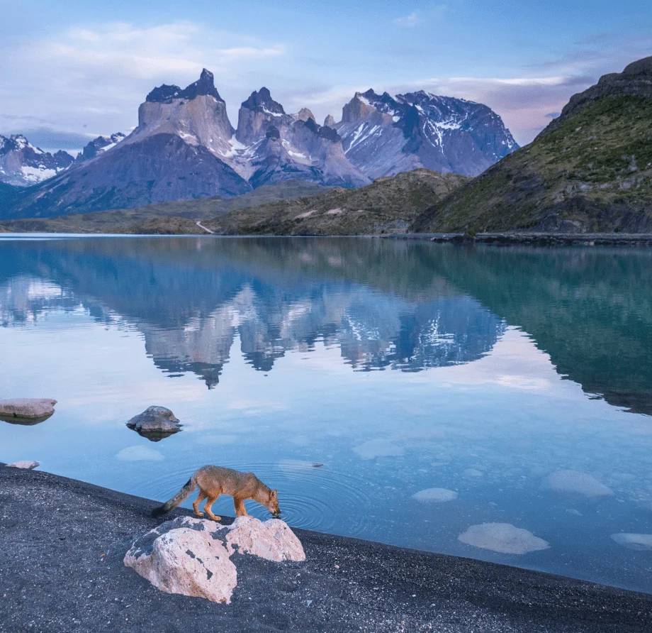 A culpeo fox drinking at the lakeshore with the Cuernos mirrored in the still water