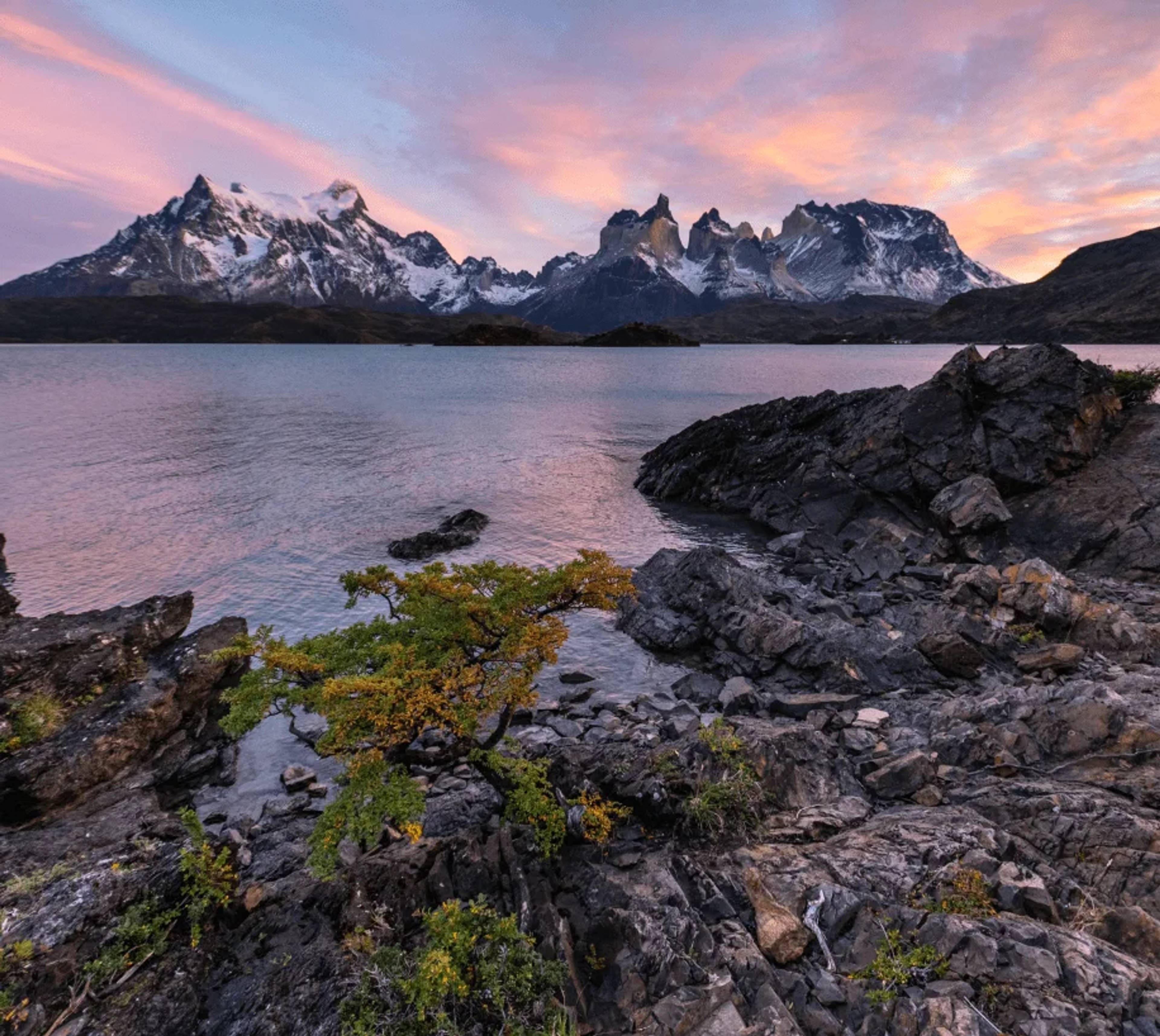 Pink sunset over Lake Pehoé, a small tree in the rocky foreground and the Cuernos beyond