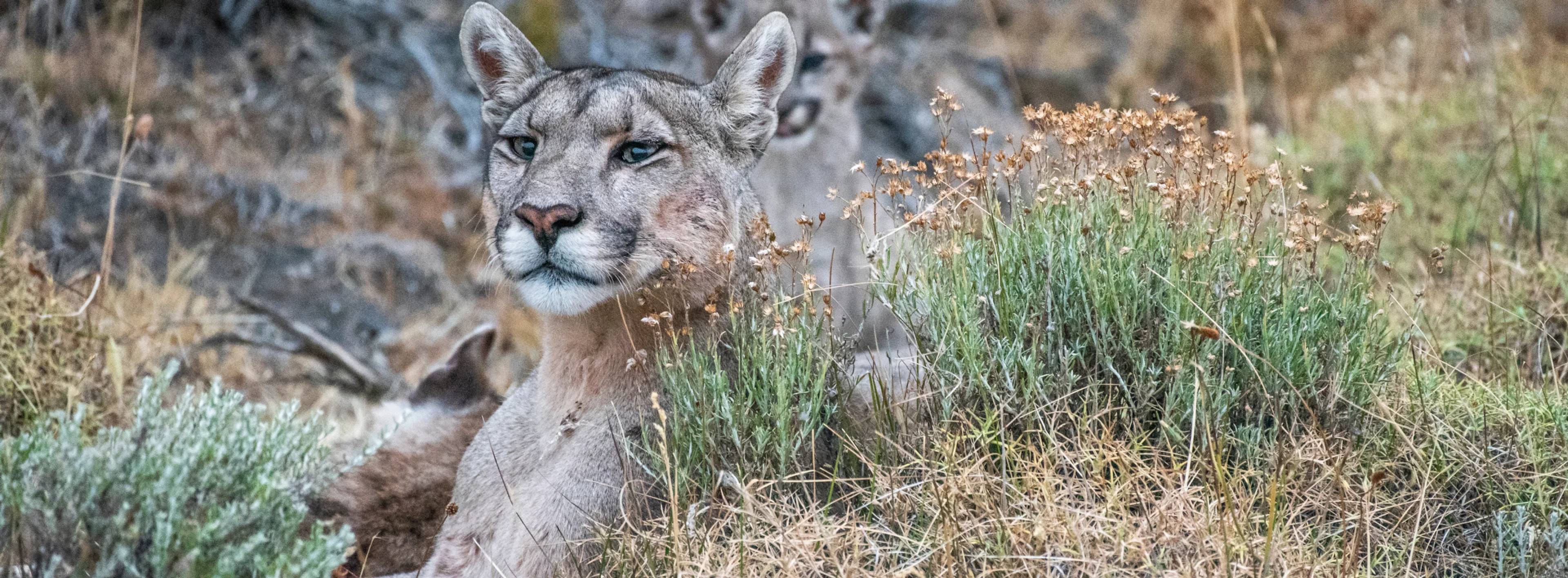 A puma lying in the grass with a cub half hidden behind her