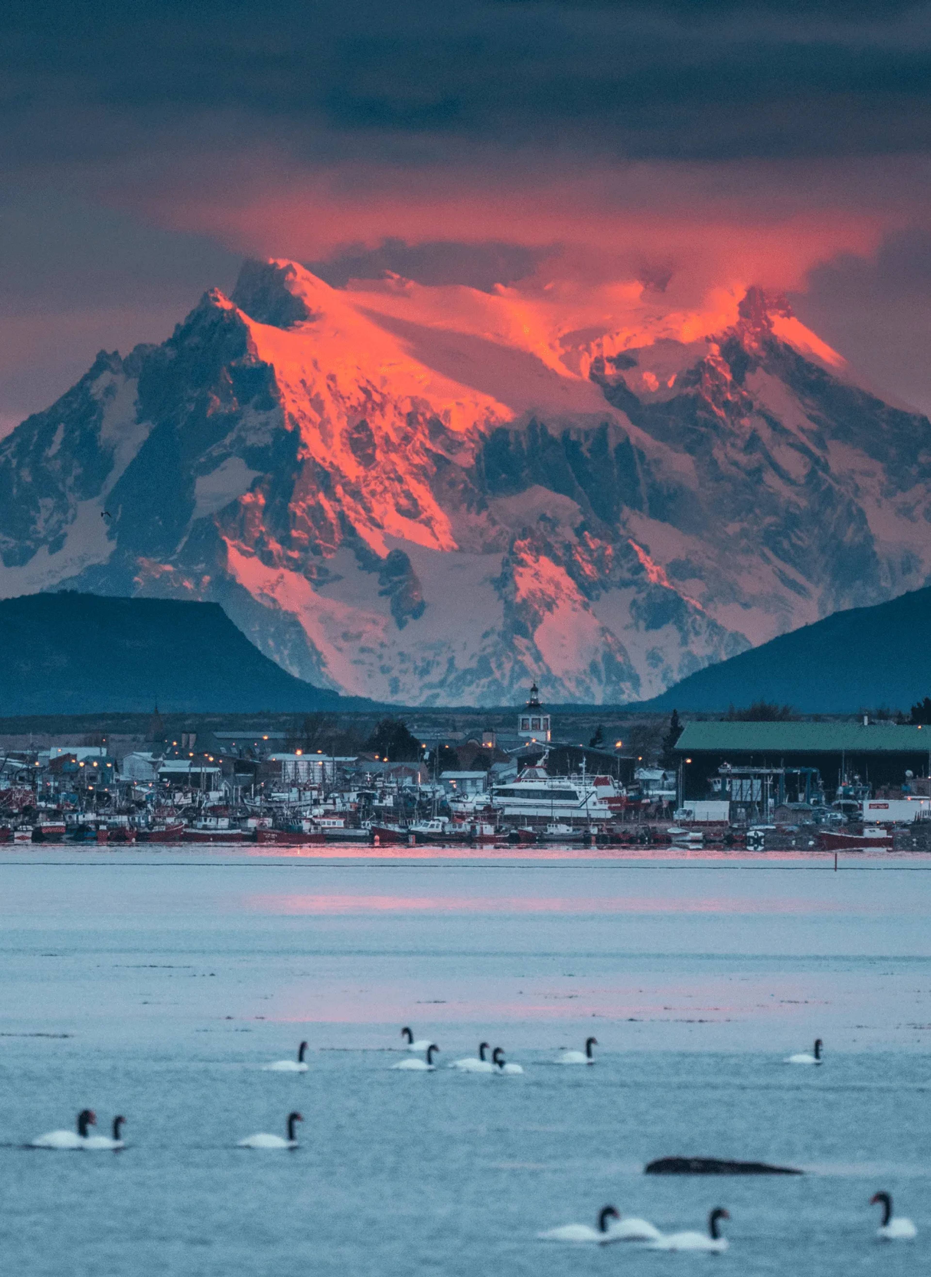 Black-necked swans on the fjord at dawn in front of Puerto Natales, the peaks burning red behind the town