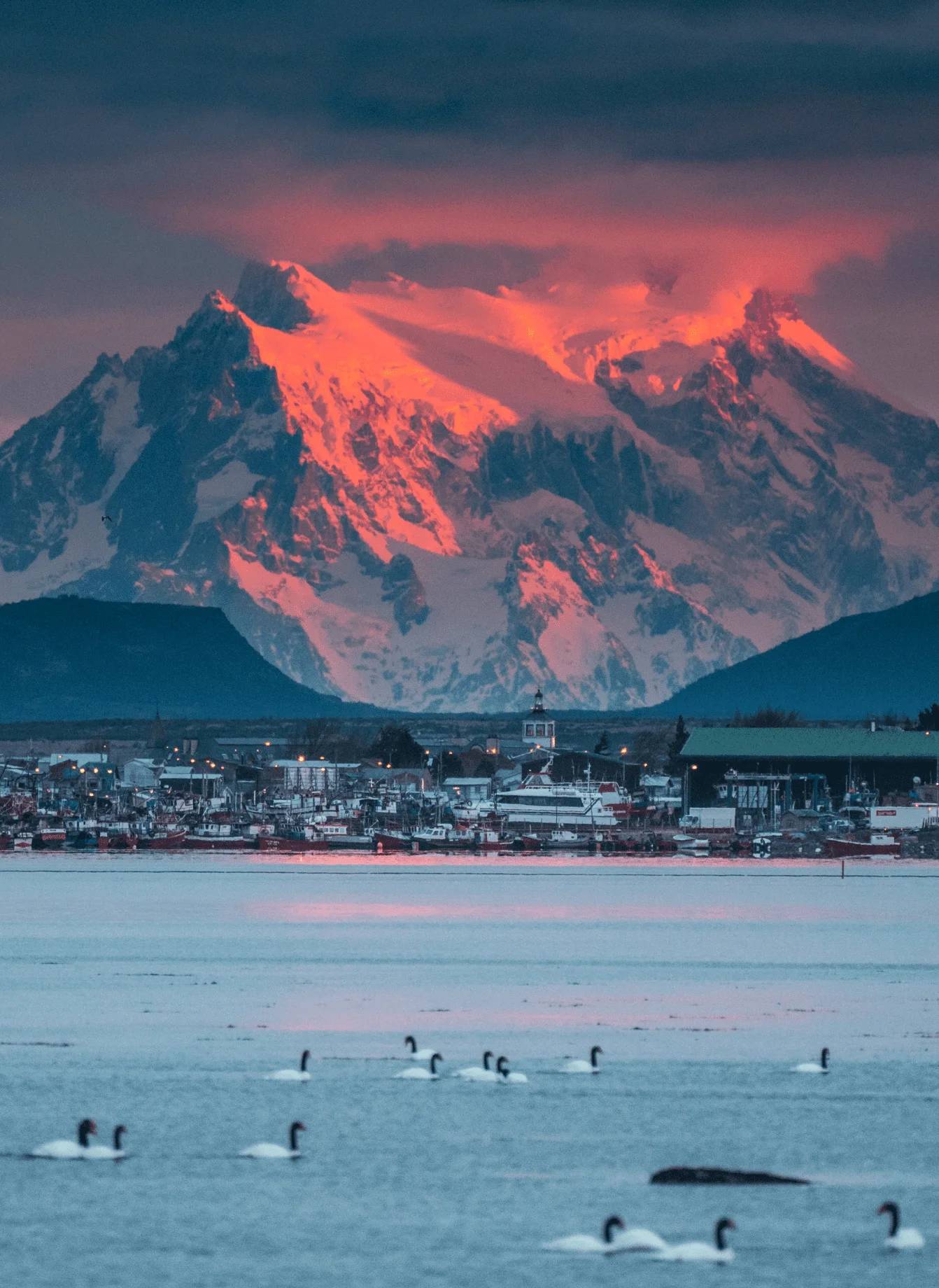Black-necked swans on the fjord at dawn in front of Puerto Natales, the peaks burning red behind the town