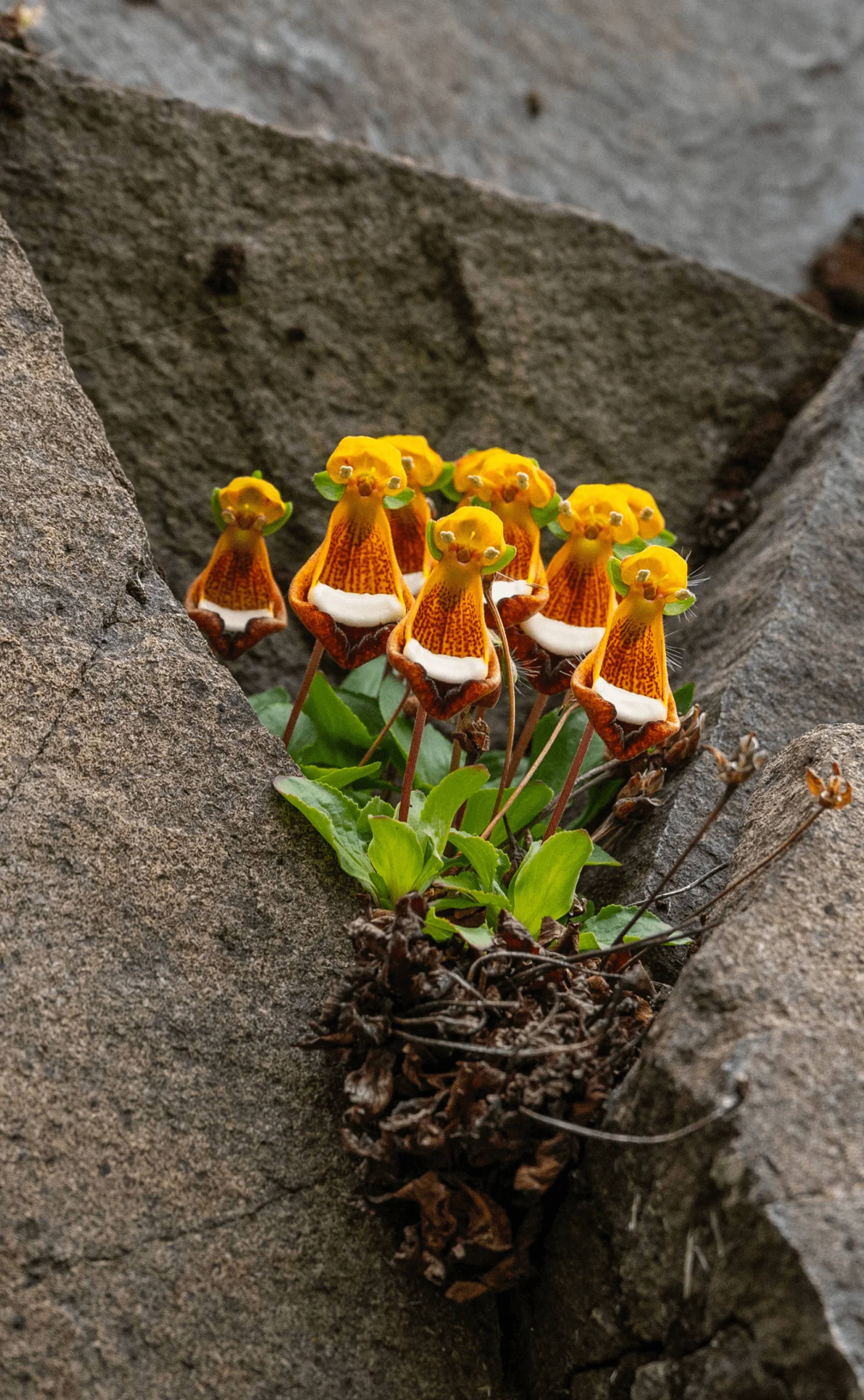 A cluster of Calceolaria flowers growing out of a crack in bare rock