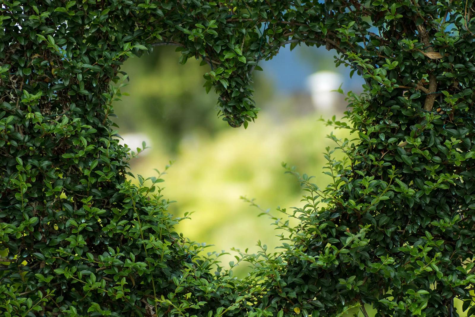Ein Herz in der grünen Hecke
