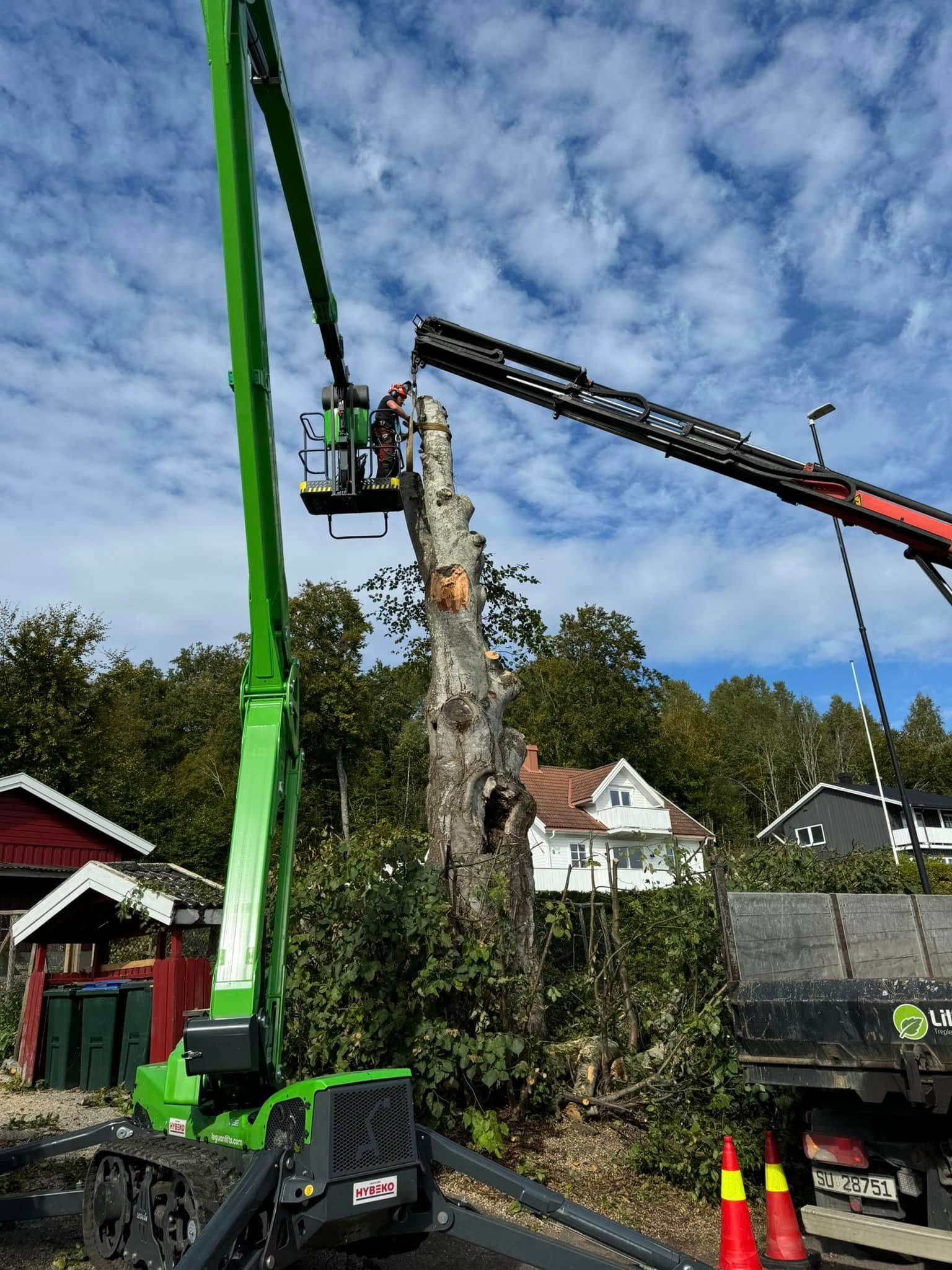 Beltegående lift i arbeid ved et tre