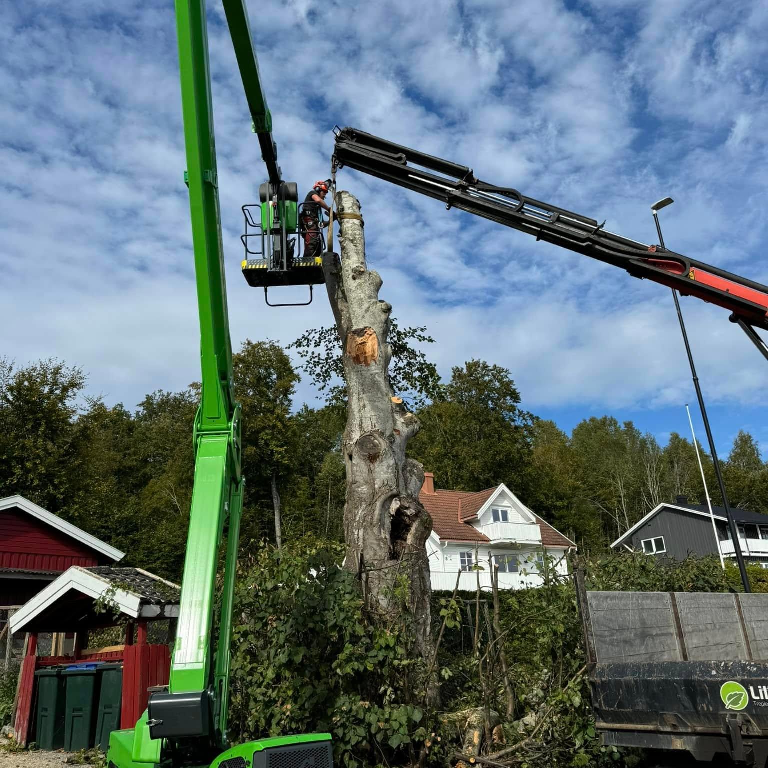 Beltegående lift i arbeid ved et tre