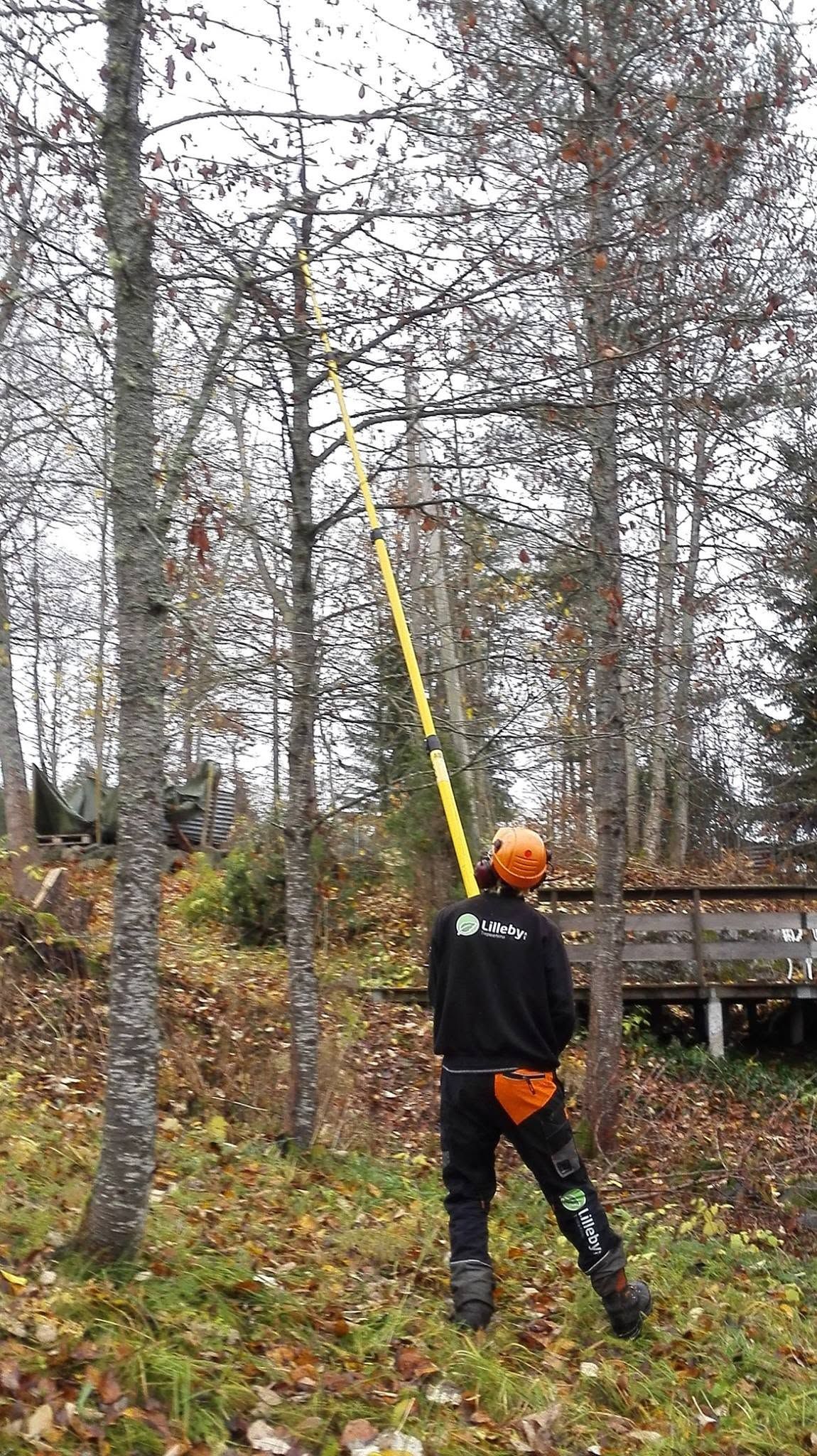 Arborist beskjærer med stangsag