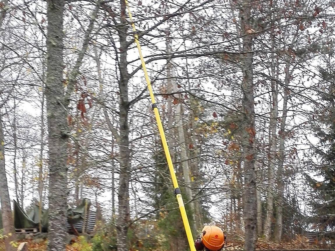 Arborist beskjærer med stangsag