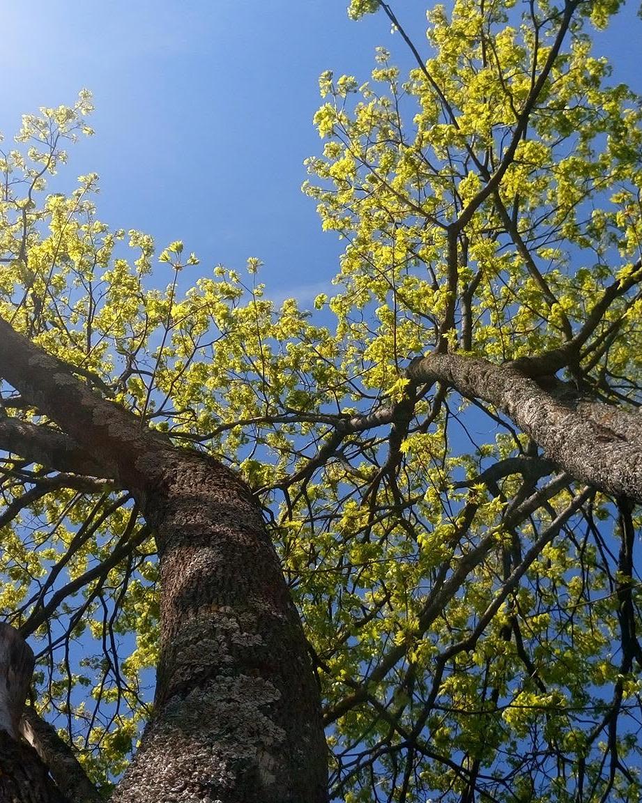 Trekrone sett nedenfra etter beskjæring