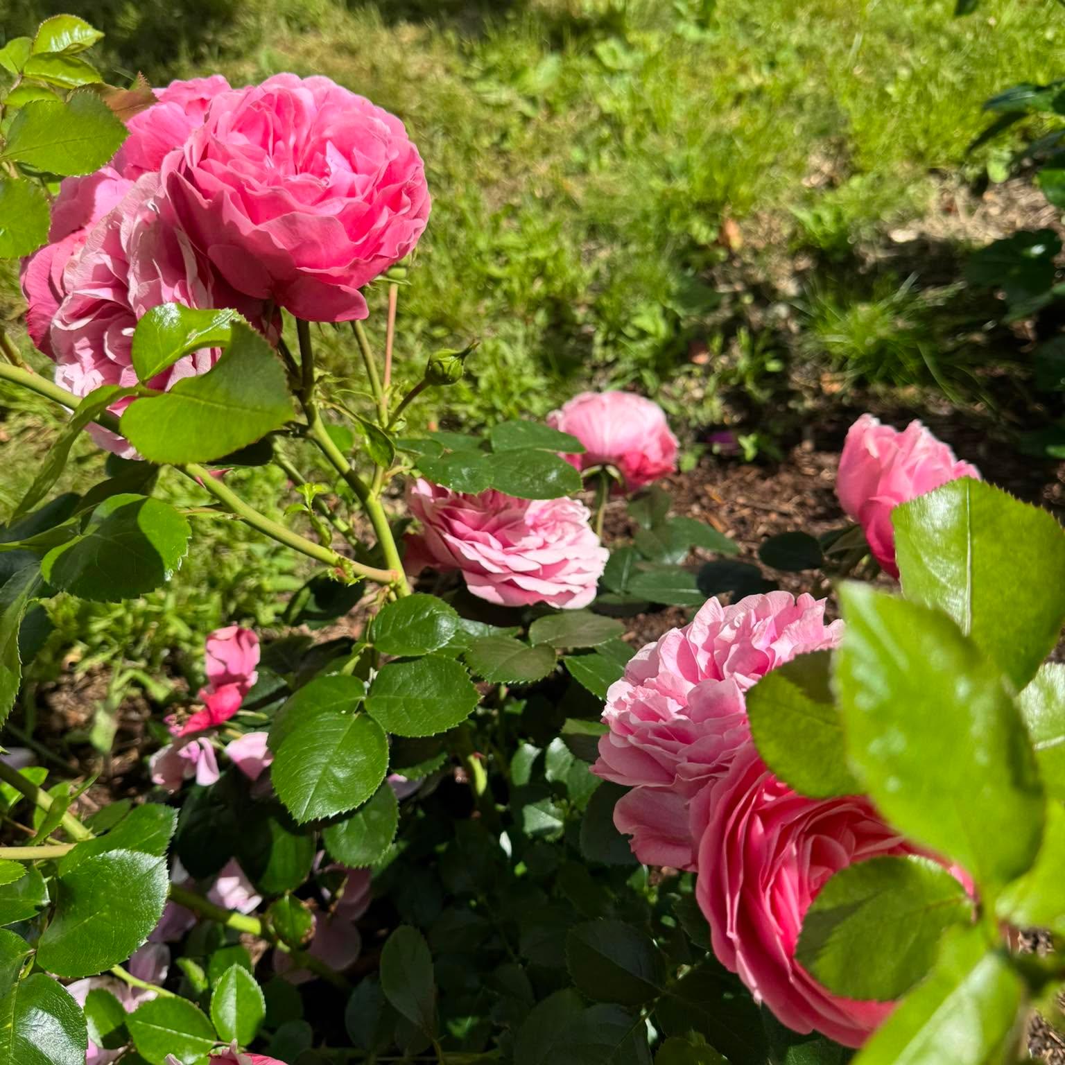 Roser i full blomst i et opparbeidet bed