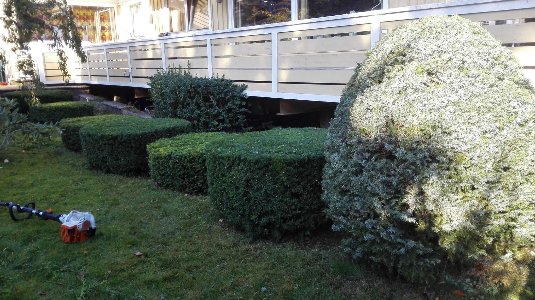 Klipte hekker langs en terrasse