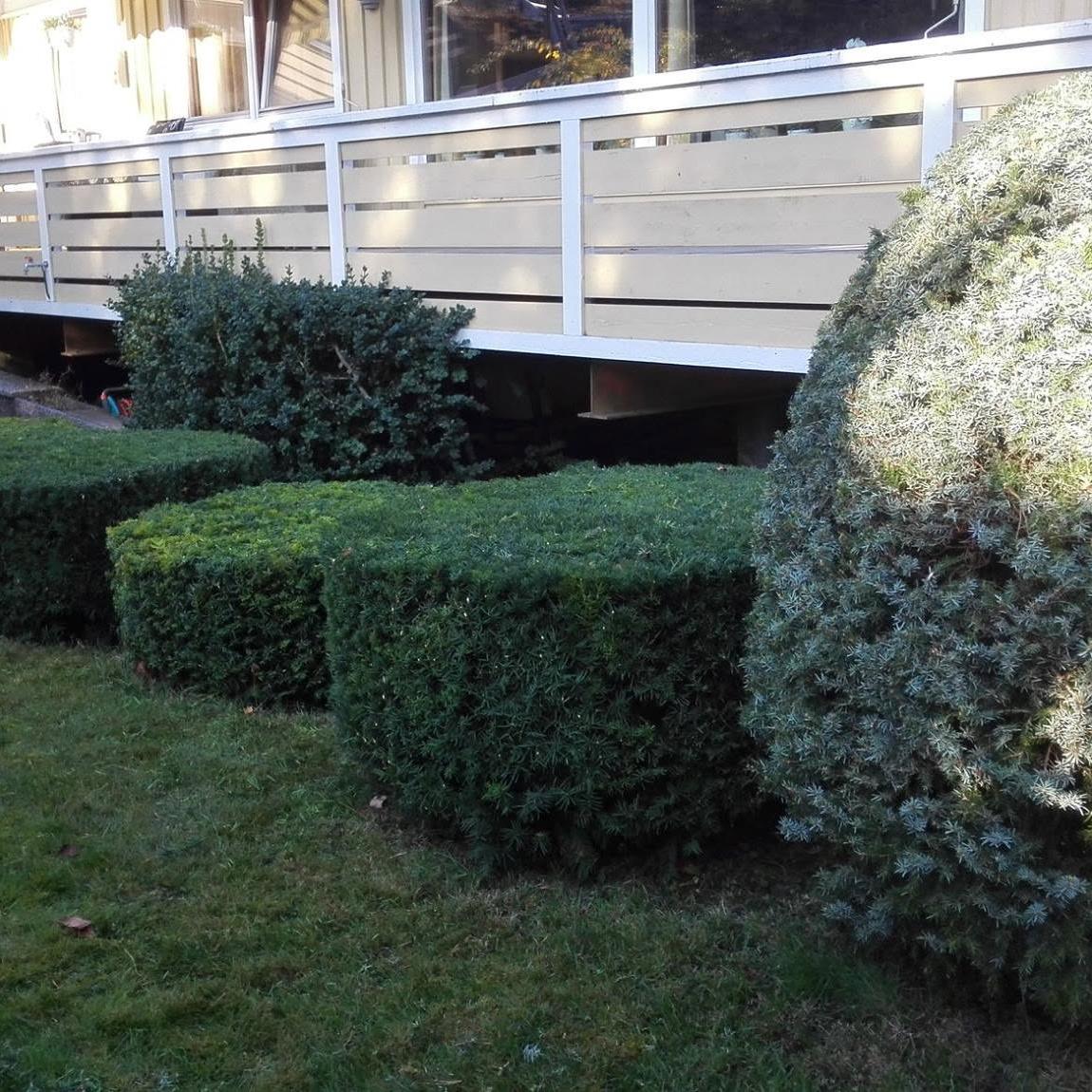 Klipte hekker langs en terrasse