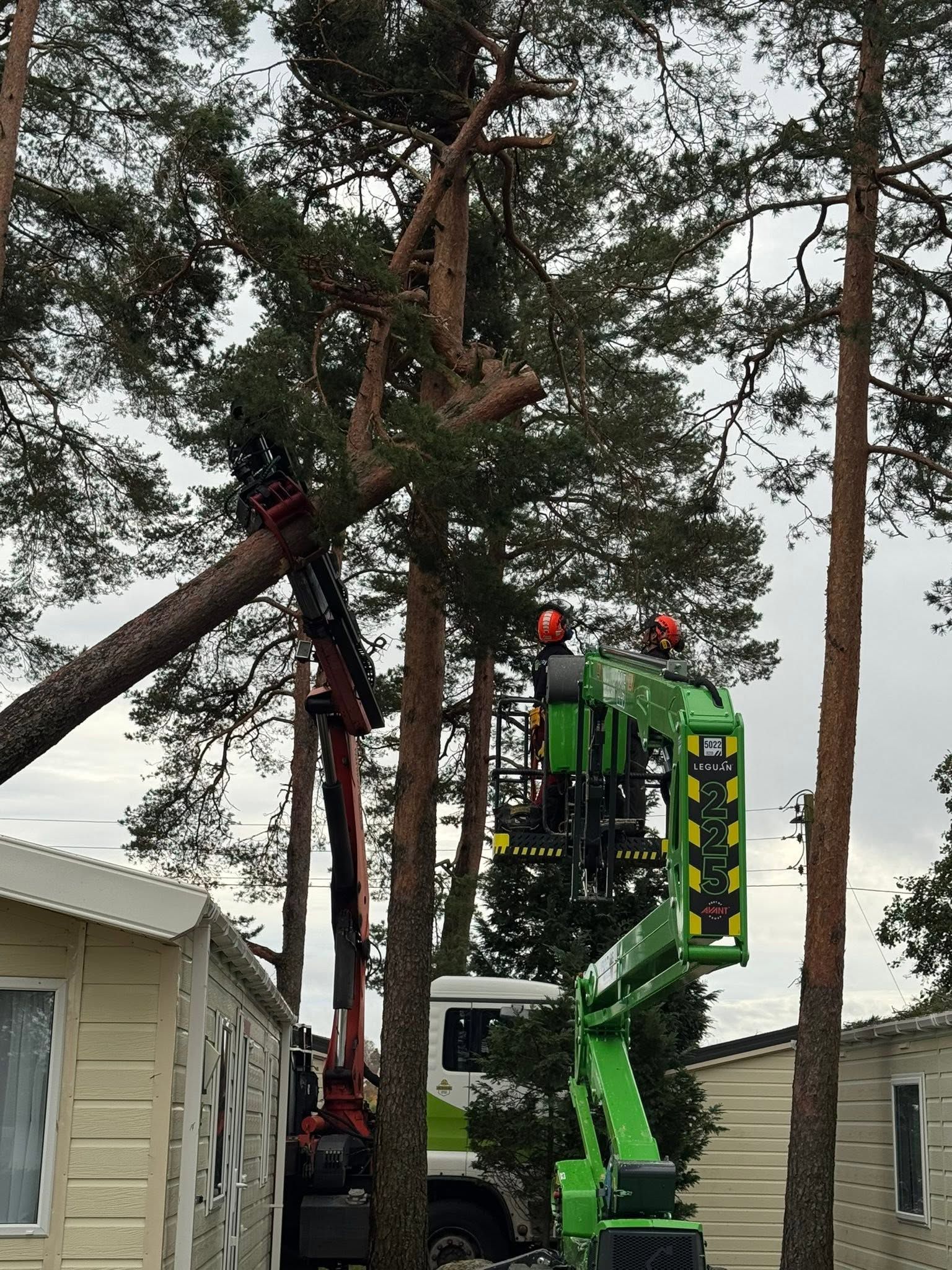 Arborist i lift feller en furu ved en campingvogn