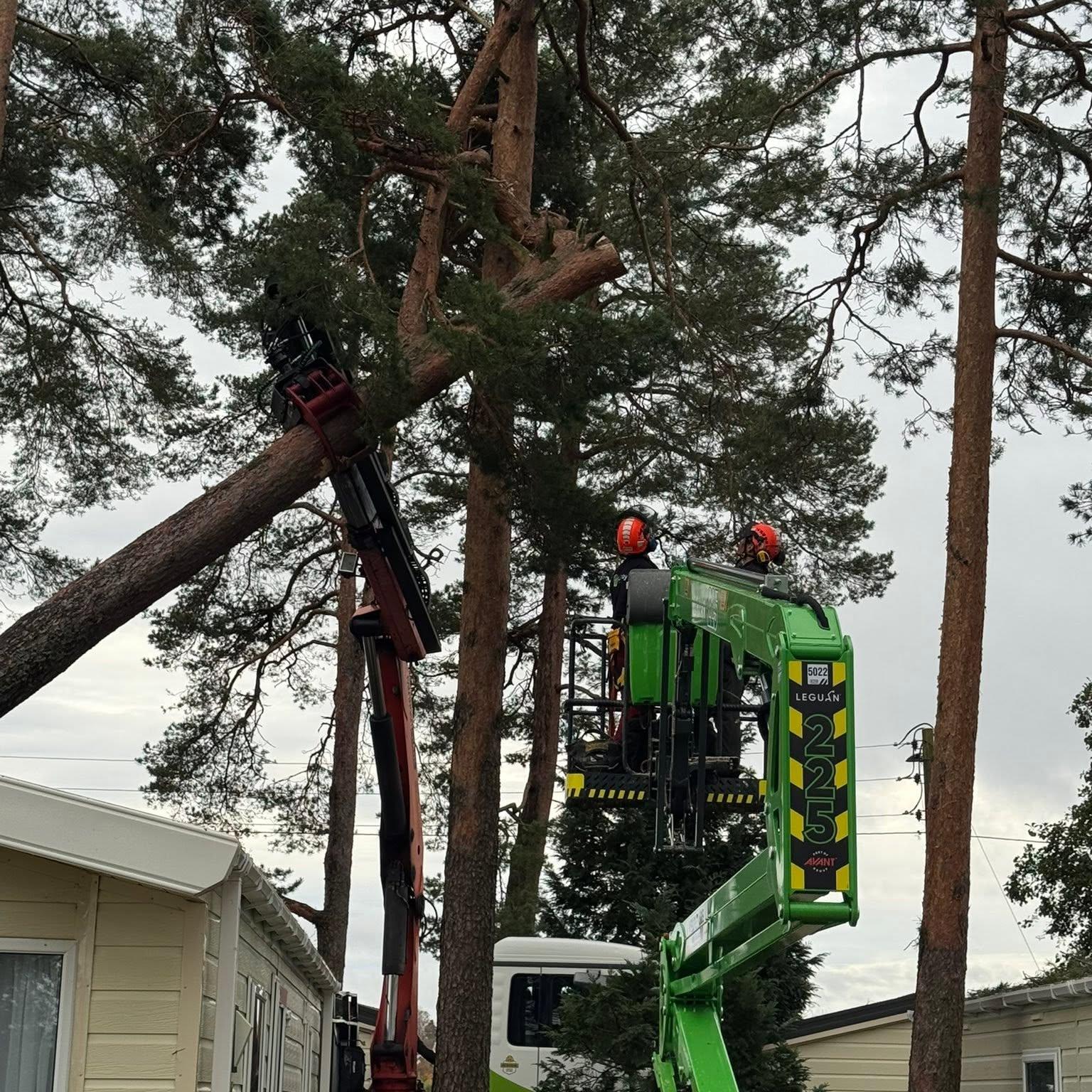 Arborist i lift feller en furu ved en campingvogn