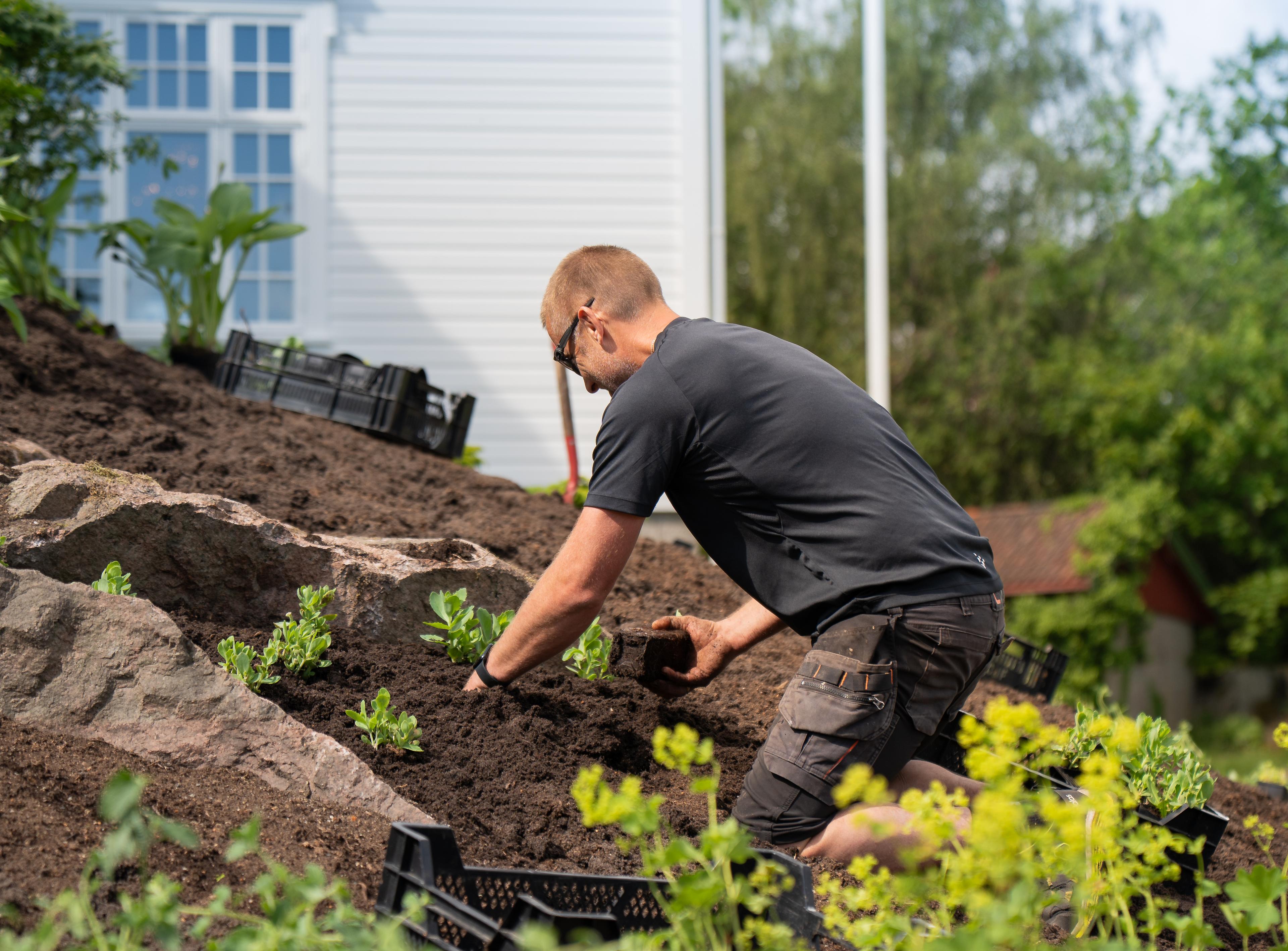 Gartner setter småplanter i et skrånende bed ved et hvitt trehus