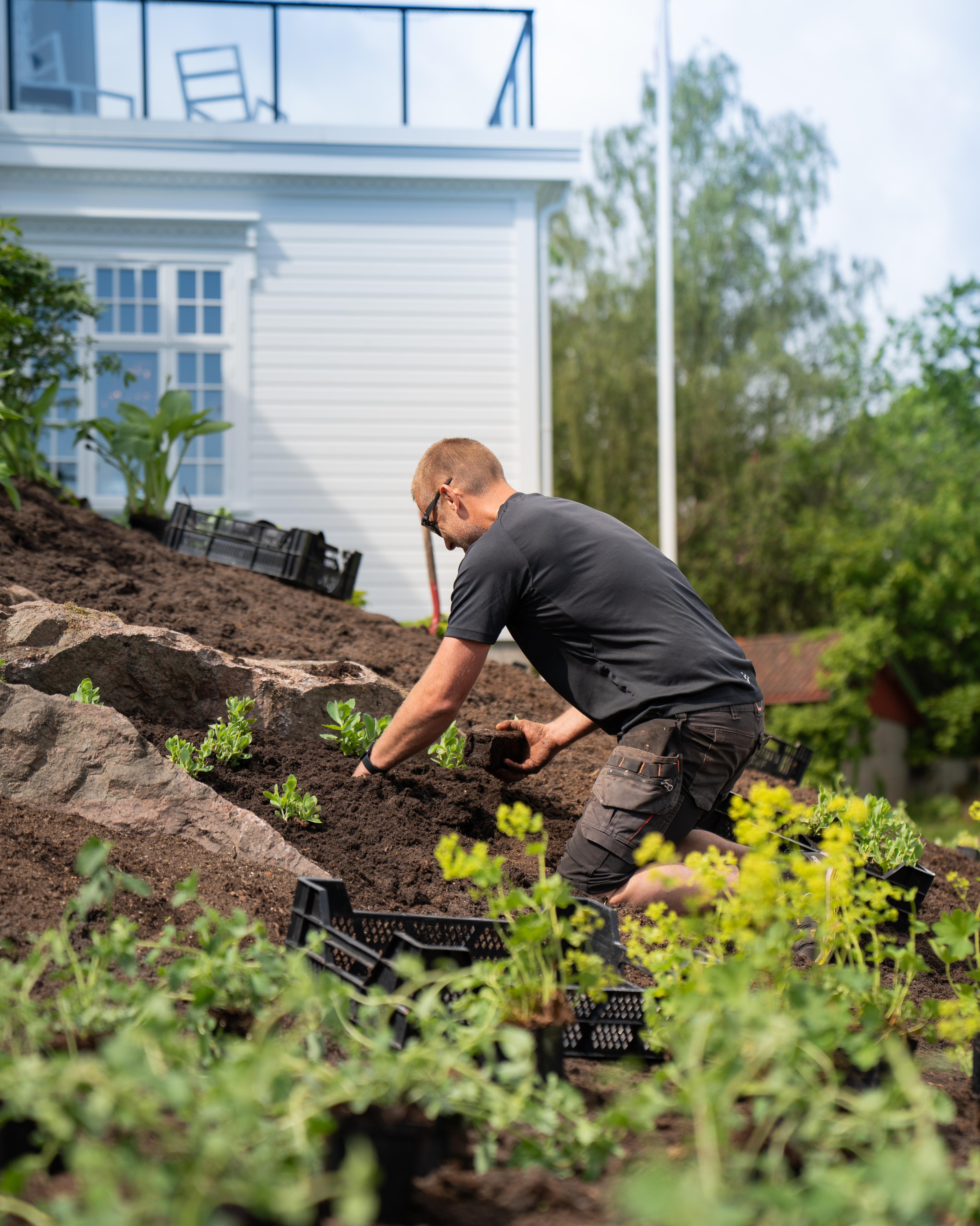 Gartner setter småplanter i et skrånende bed ved et hvitt trehus
